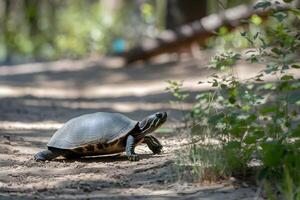 Box turtle crossing dirt path, intricate shell patterns framed by sunny greenery photo