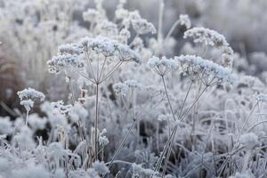 Frost covered plants, clustered structures encased in delicate ice evoke winter serenity photo