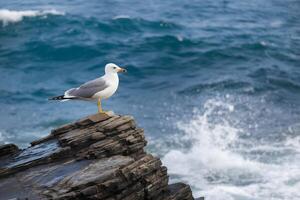 A seagull perches on rocks, framed by crashing waves and the open sea photo