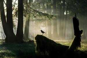 Forest at dawn with sunlight filtering through trees and bird perched on log photo