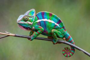 Vibrant chameleon perches on a branch, showcasing colorful skin patterns photo