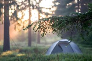 Serene forest at dawn with sunlight filtering through trees and glistening pine branch photo