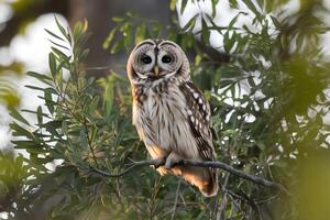 Owl perched on branch, golden sunlight highlighting serene natural surroundings photo