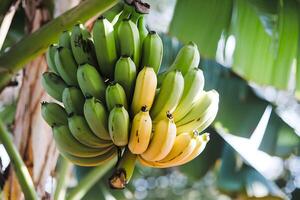 Bananas hanging on tree, sunlight highlighting ripeness stages against leafy background photo