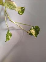 Epipremnum aureum, is a climbing plant that is often used as an ornamental plant because has beautiful shape photo