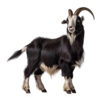Big goat with horns on transparent background png