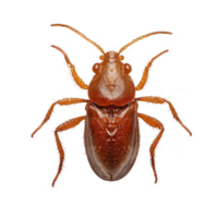 Mite insect on transparent background png