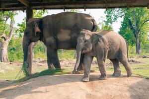 Elephant resting on the ground in the Elephant Breeding Center at Chitwan National Park in Nepal photo