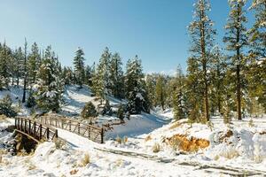 winter snow covered fir trees on mountainside on blue sky background photo