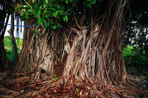 Large tropical rainforest tree trunk walking track and palm trees wide image photo
