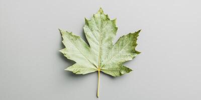 Close up of a green maple leaf on a neutral background photo