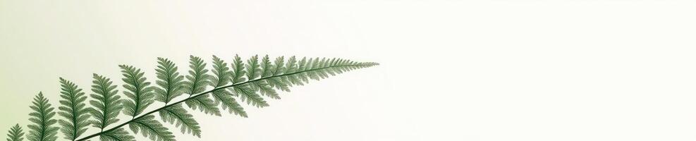 Minimalist green fern leaf on light background photo