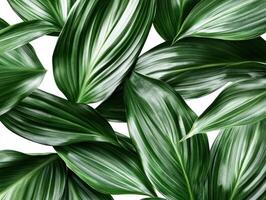 Lush green tropical leaves with variegated patterns on white background photo