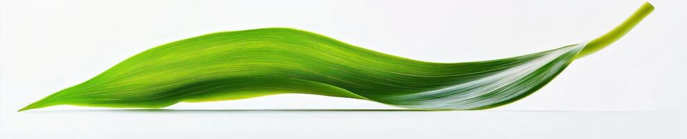 Vibrant green leaf with intricate veins on a white background photo
