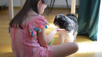 A teenage girl feeds a puppy from her hand. The dog eats from the girl's hand video