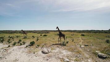 A Herd of Giraffes Running Across a Field video