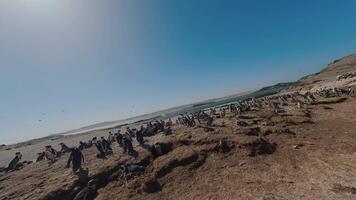 A Flock of Penguins Bask in the Sun video