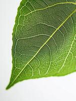 Close up view of a leafs intricate pattern and vivid green texture photo