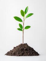 Young green plant growing from soil on white background photo