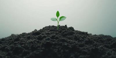 Young green plant growing in fresh soil against gray background photo