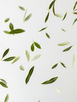 Delicate green leaves falling against a light grey background photo