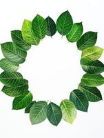 Green leaf circle on white background. Symmetrical natural frame photo