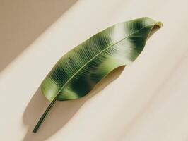 Sunlit green banana leaf on a minimalist background photo