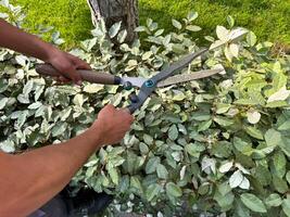 Close up of hands using garden shears to prune lush green bushes during sunny day. Detailed gardening work and plant care. Trimming growing garden fence. photo