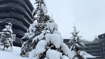 Snow gently falls on lush pine trees adjacent to a modern building, creating a serene winter landscape. The scene captures the beauty of nature during the cold season video