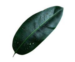 Isolated 3D render of a single plant leaf with water droplets png