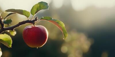 A ripe and vibrant red apple hanging on a tree branch, illuminated by the soft morning light photo