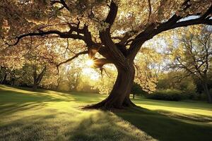 Golden Sunlight Through Blooming Tree photo