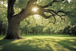 Sunlight Streaming Through Majestic Tree Canopy photo