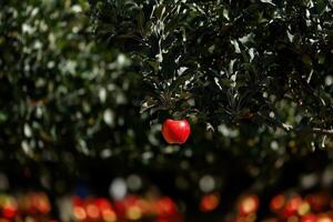 Shining Red Apple Hanging from Branch photo