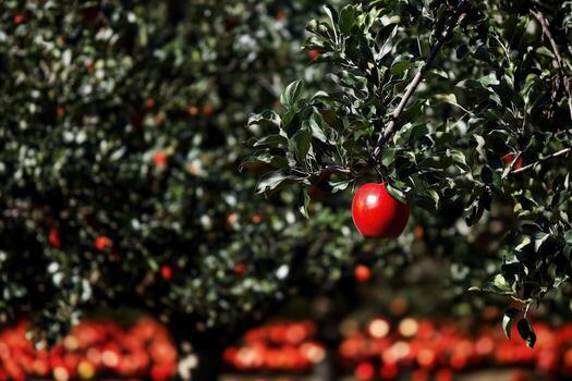 Single Red Apple on Tree Branch in Orchard photo