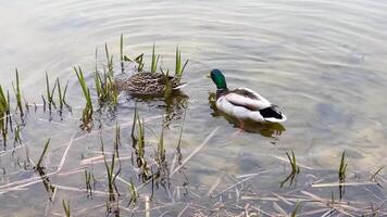 Drake and female of Mallard ducks swimming on a lake video