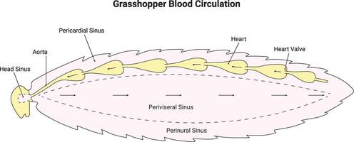 Grasshopper Blood Circulation Science Design Illustration Diagram vector