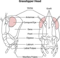 Grasshpper Head Science Design Illustration Diagram vector