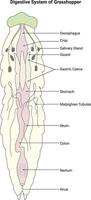 Digestive System of Grasshopper Science Design Illustration Diagram vector