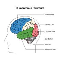 Human Brain Structure Science Design Illustration Diagram vector