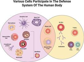 Various Calls Particippate in The Defanse System of The Human Body Science Design Illustration Diagram vector