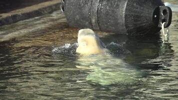 A polar bear interacts with a black ball, rolling and pawing at it in a snowy environment video