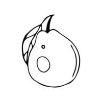 Doodle style pear on an isolated white background. vector
