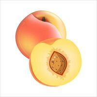 Peaches on an isolated white background. vector