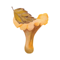 Birch leaf with chanterelle mushroom. Watercolor illustration of forest mushroom and autumn fallen birch leaf. Hand drawn in botanical style. Suitable for your design png