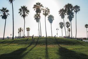 Sunset at Venice Beach with Palm Trees and Silhouetted Figures photo