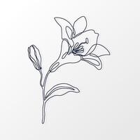 One Continuous Line of a Beautiful Lily Flower with Leaves. Hand drawn spring herbs and plants. Abstract floral sketch in one continuous line drawing. Perfect as a logo, tattoo, greeting cards vector