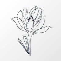 One Continuous Line of a Beautiful Crocus Flower with Leaves. Hand drawn spring herbs and plants. Abstract floral sketch in one continuous line drawing. Perfect as a logo, tattoo, greeting cards vector