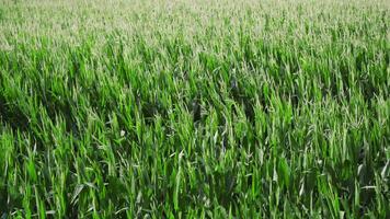 Maize field with many tall plants video