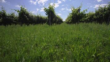 Green grape plants in the middle of nature video